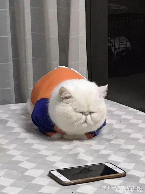 娱乐吃瓜猫作品原声,原声音乐背后的故事与魅力