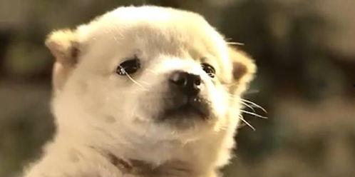 娱乐吃瓜酱中华田园犬,揭秘中华田园犬的趣味生活